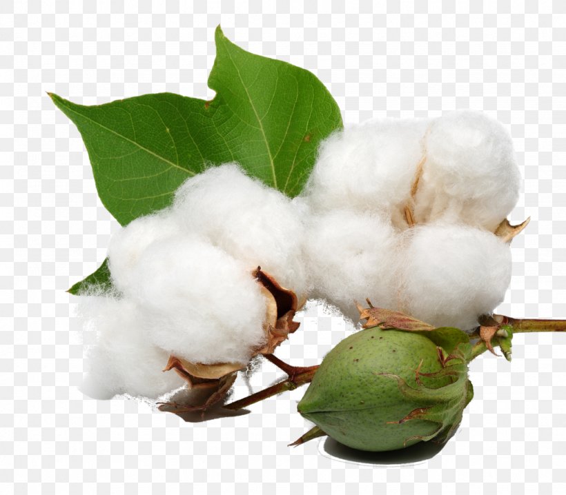 Organic Cotton Cottonseed Oil, PNG, 1024x897px, Organic Cotton, Branch, Castor Oil, Cotton, Cottonseed Download Free