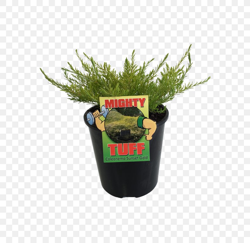 Herb, PNG, 800x800px, Herb, Flowerpot, Grass, Plant Download Free