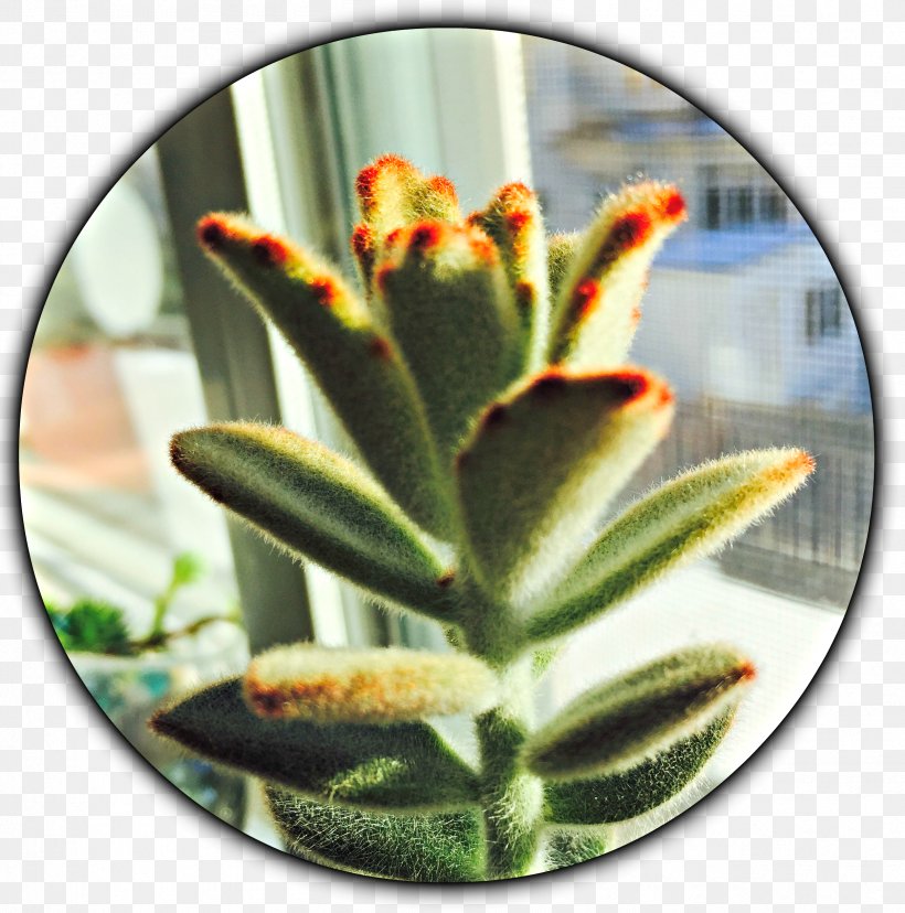 Lighting Cactaceae Succulent Plant Houseplant, PNG, 2417x2441px, Light, Cactaceae, Cactus, Echeveria, Flower Download Free