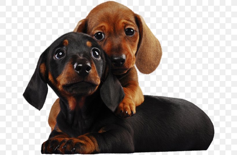 Puppy Dachshund Shar Pei Rottweiler Siberian Husky, PNG, 668x536px, Puppy, Animal, Austrian Black And Tan Hound, Black And Tan Coonhound, Carnivoran Download Free