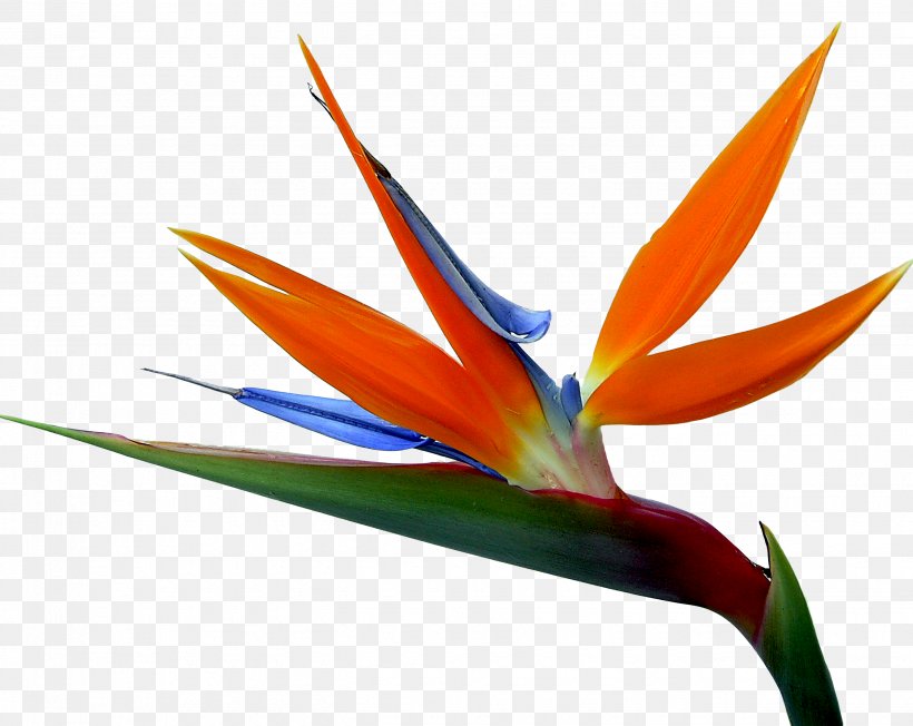 Strelitzia Reginae Bird-of-paradise Drawing Flower, PNG, 2675x2129px, Strelitzia Reginae, Art, Beak, Bird, Bird Of Paradise Flower Download Free