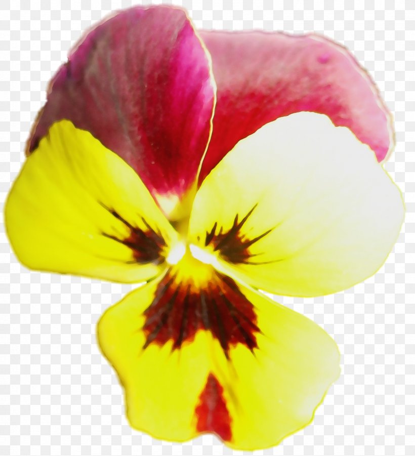 Flowering Plant Petal Flower Yellow Wild Pansy, PNG, 1592x1751px, Watercolor, Flower, Flowering Plant, Paint, Pansy Download Free