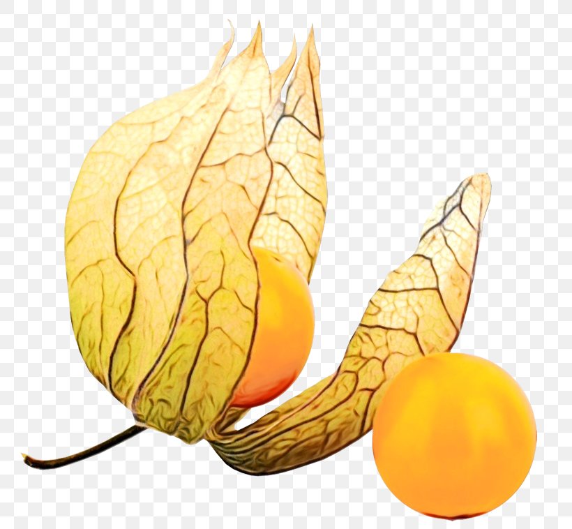 Leaf Watercolor, PNG, 800x758px, Watercolor, Calabaza, Citrus, Commodity, Food Download Free