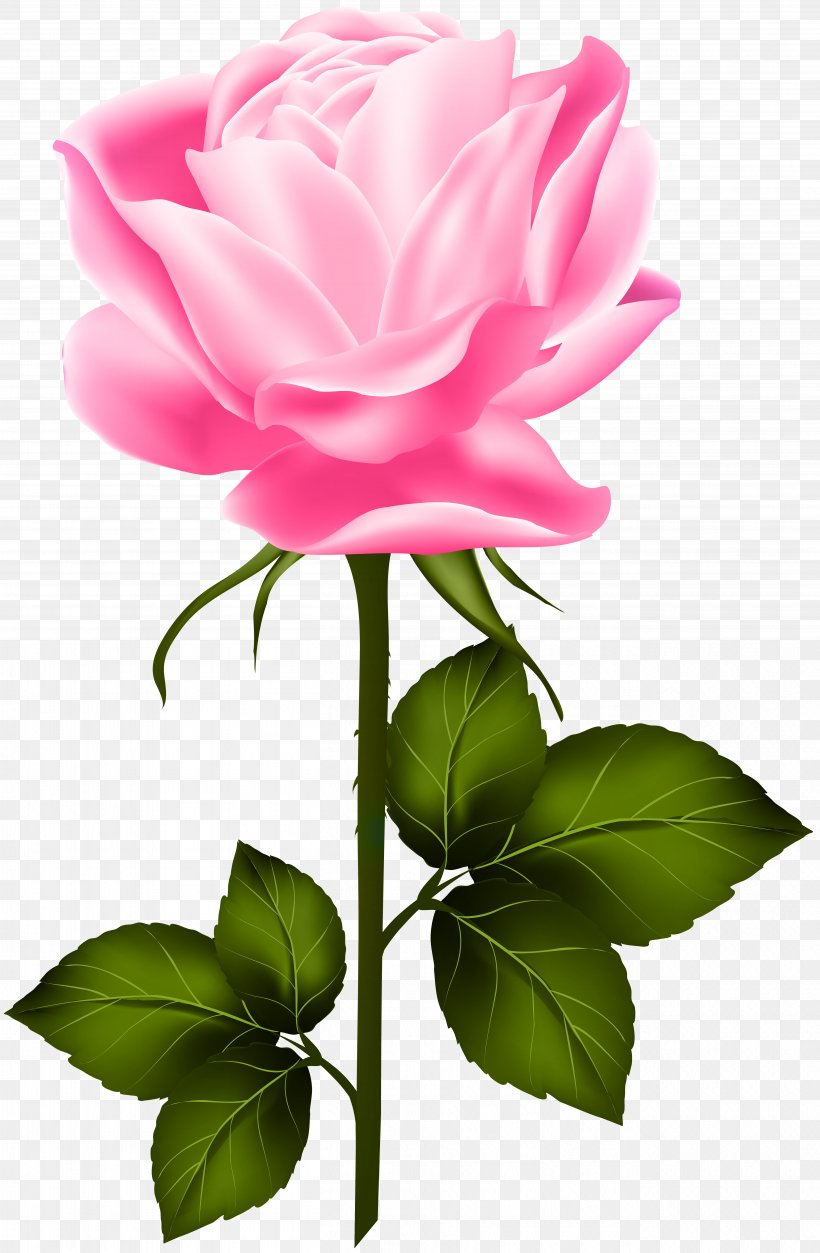 Rose Pink Clip Art, PNG, 5234x8000px, Rose, Blue Rose, China Rose, Cut Flowers, Floribunda Download Free