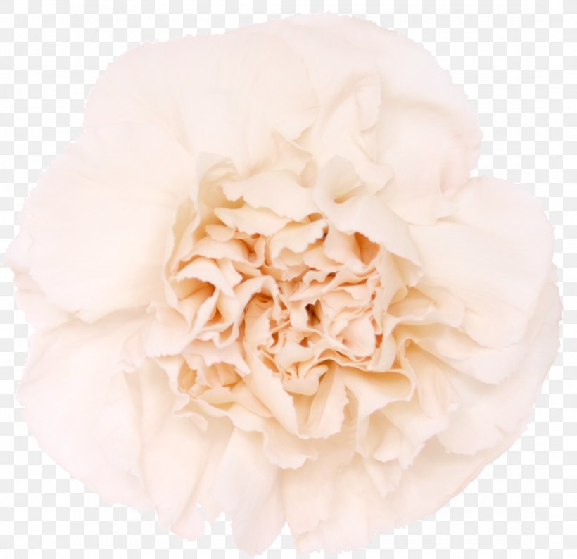 Carnation Cut Flowers Garden Roses Pink, PNG, 2168x2101px, Carnation, Blue, Caryophyllaceae, Centifolia Roses, Color Download Free