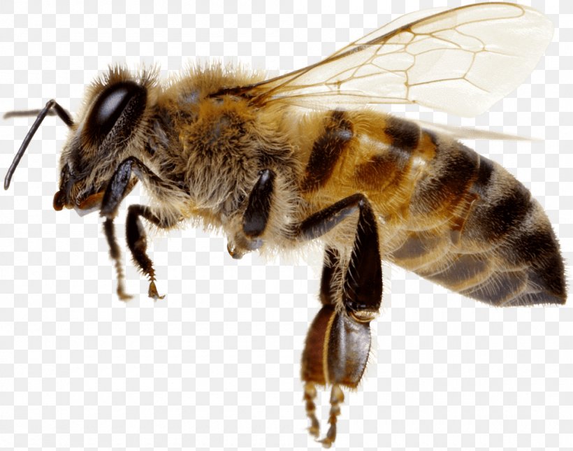 Honey Bee Hornet L'apiculture Beekeeping, PNG, 1000x787px, Honey Bee, Arthropod, Bee, Beekeeping, Bicycle Download Free