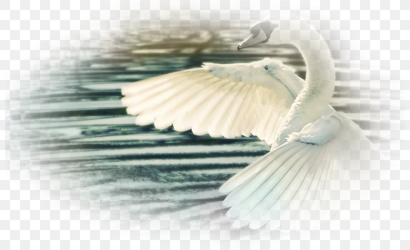 Mute Swan Bird Wing Display Resolution White Swan, PNG, 800x500px, 4k Resolution, Mute Swan, Bird, Com, Computer Download Free