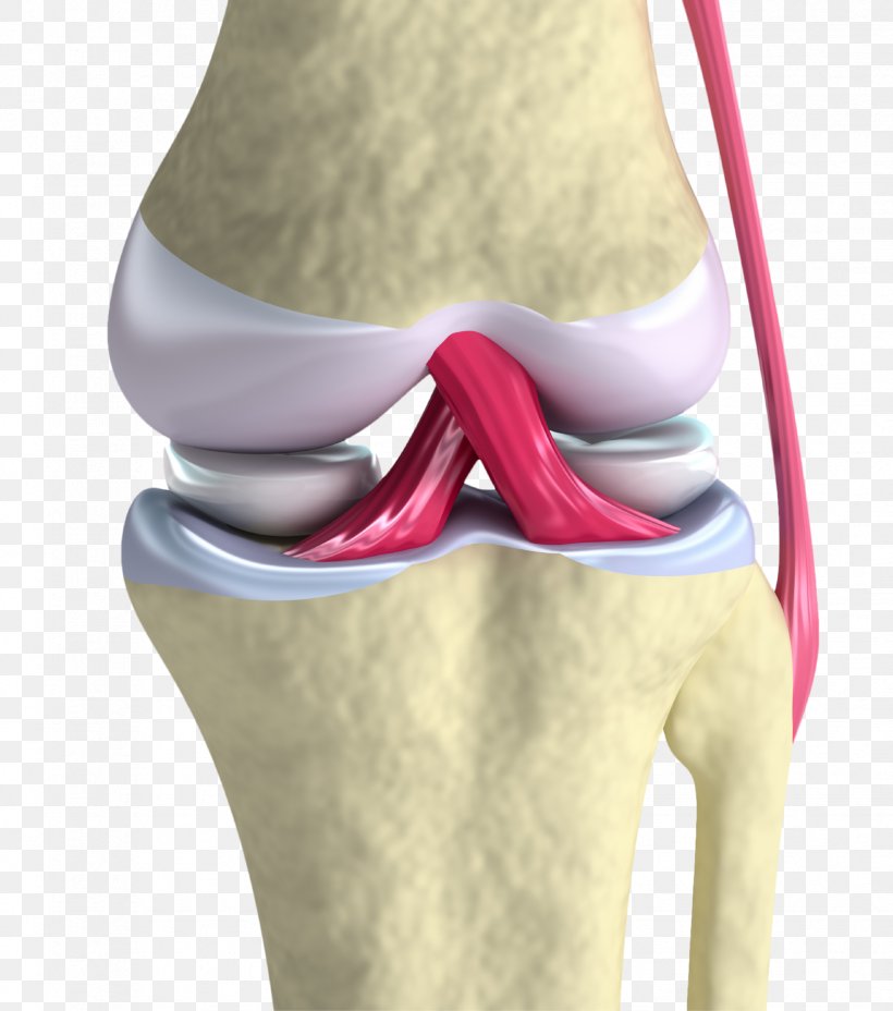 Anterior Cruciate Ligament Knee Joint, PNG, 1649x1867px, Watercolor, Cartoon, Flower, Frame, Heart Download Free