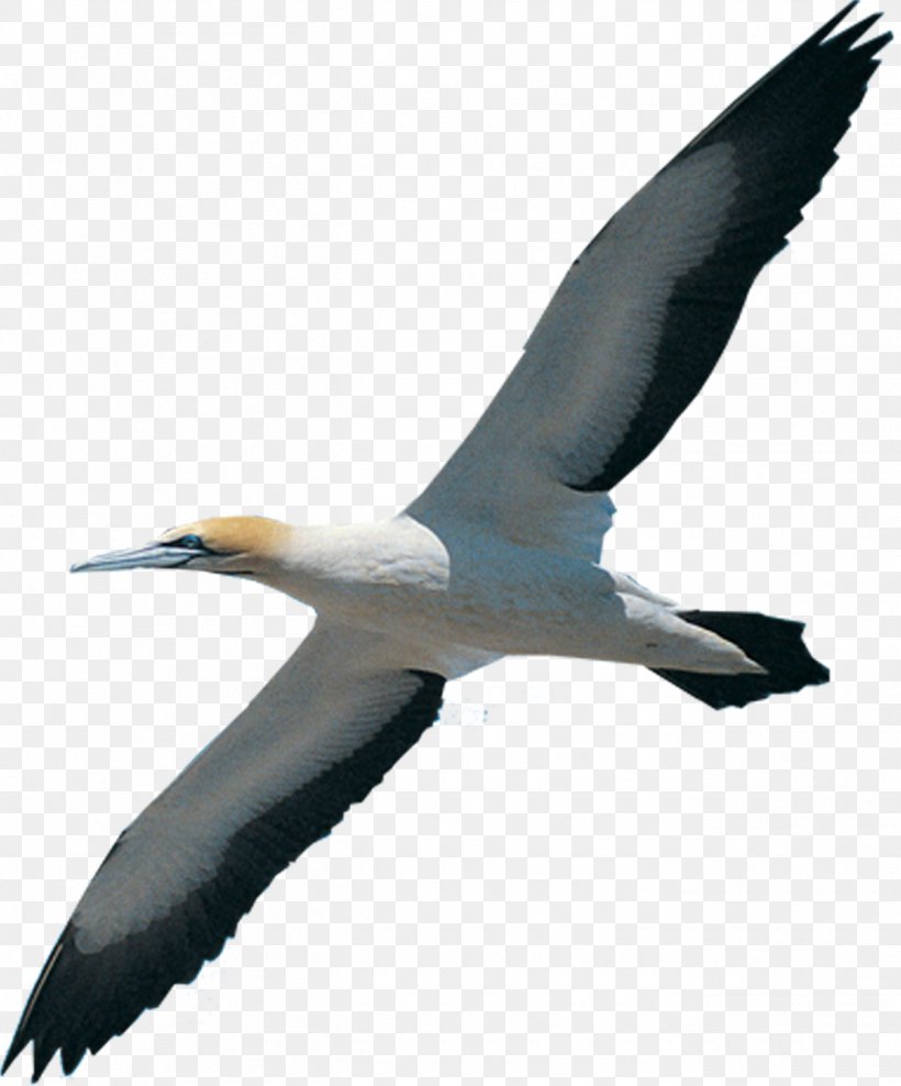 Bird Migration Beak Northern Gannet White Stork, PNG, 1349x1626px, Bird, Albatross, Beak, Bird Migration, Booby Download Free