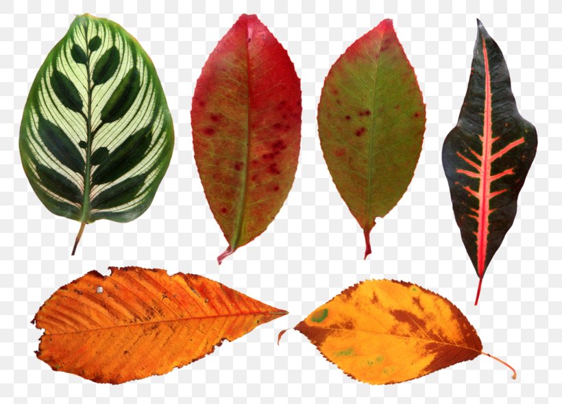 Leaf Plant Plant Pathology Flower Beech, PNG, 800x590px, Leaf, Arrowroot Family, Beech, Flower, Plant Download Free