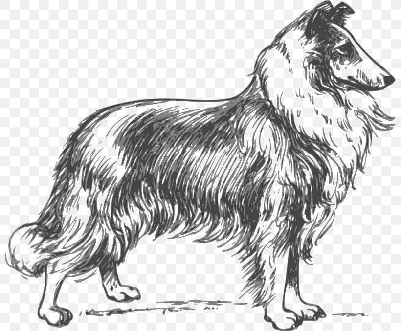 Rough Collie Puppy Border Collie Lassie, PNG, 800x677px, Rough Collie, Animal, Art Notebook, Black And White, Book Download Free