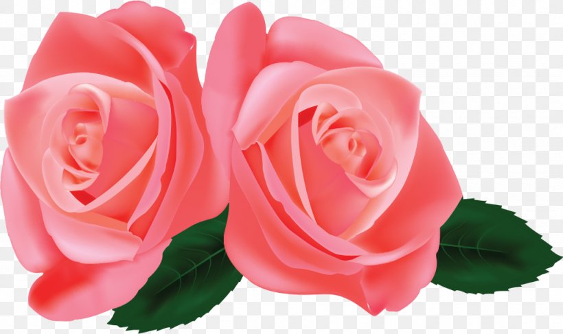 Garden Roses Cabbage Rose Floribunda Pink China Rose, PNG, 1024x609px, Watercolor, Cartoon, Flower, Frame, Heart Download Free