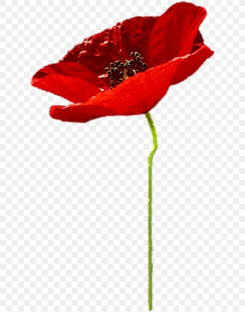 Poppy Flower Clip Art, PNG, 621x1041px, Poppy, Common Poppy, Coquelicot, Cut Flowers, Flower Download Free