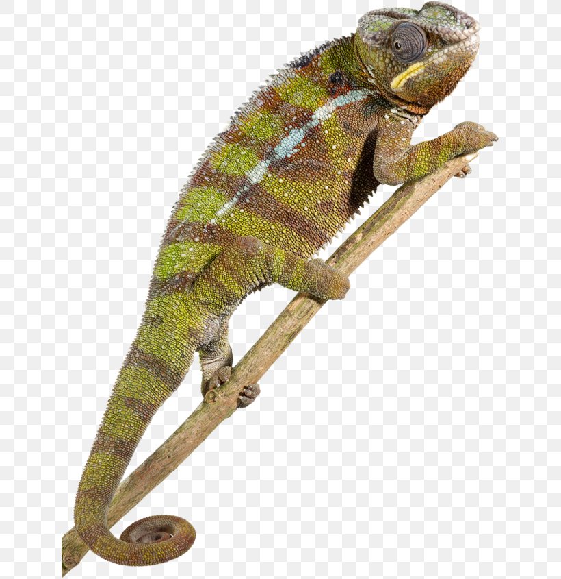 Reptile Common Iguanas Lizard Elaphe Carinata Animal, PNG, 640x845px, Reptile, African Chameleon, Animal, Chameleon, Common Iguanas Download Free