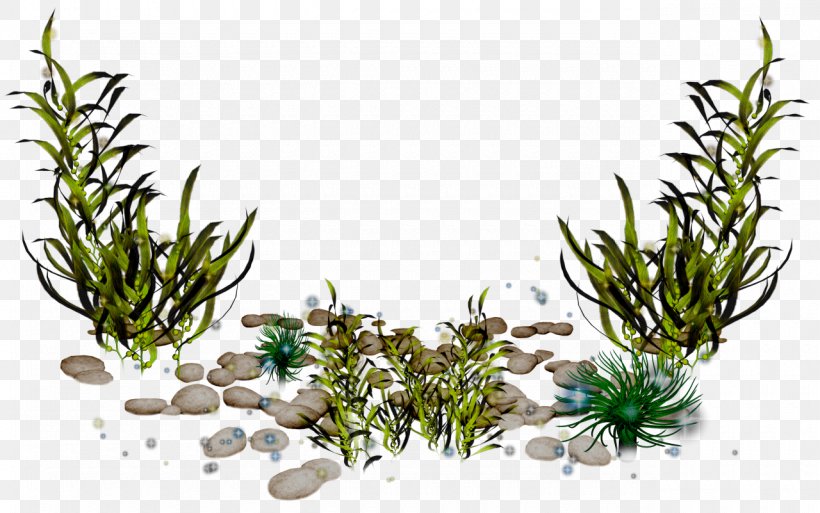 Sea Algae Clip Art, PNG, 1280x801px, Sea, Algae, Aquarium Decor, Flower, Flowerpot Download Free
