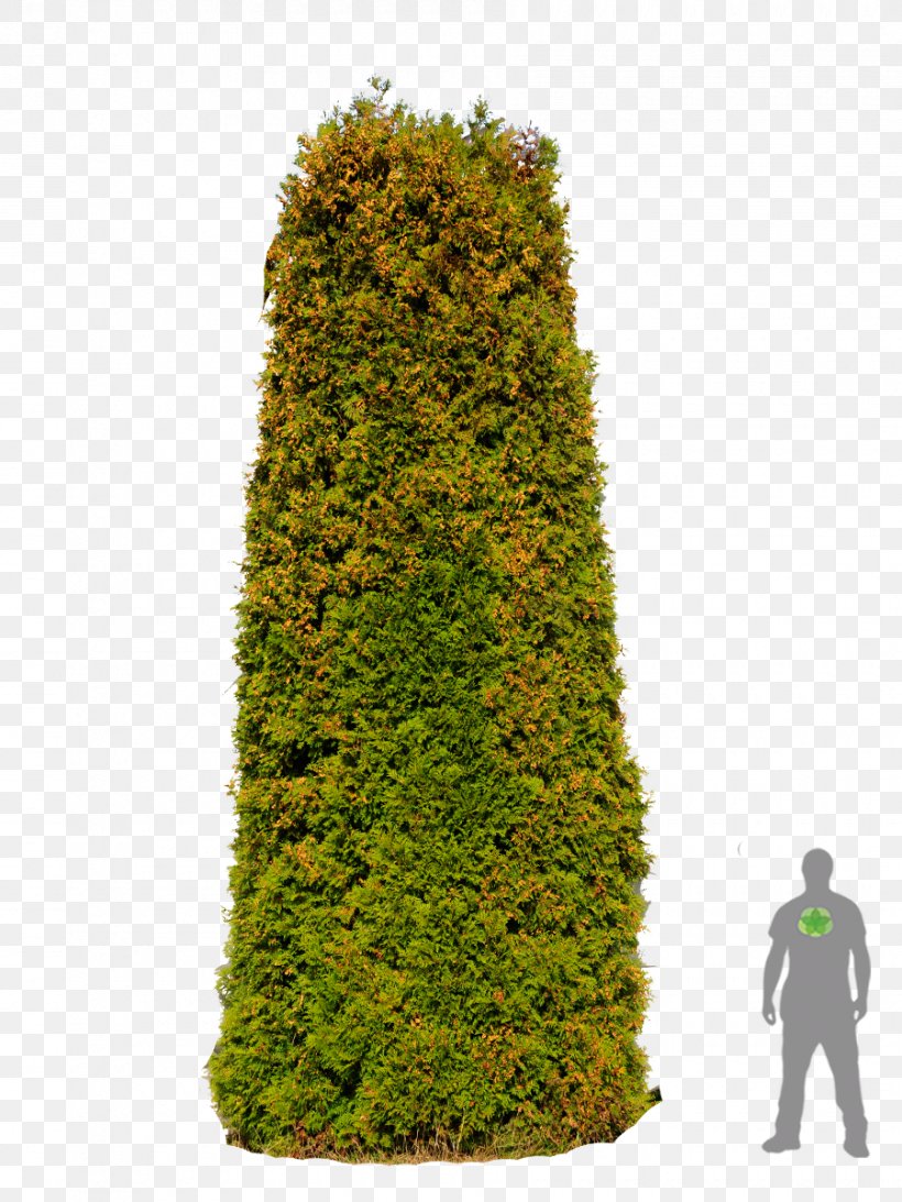 Spruce English Yew Fir Evergreen Cypress, PNG, 900x1200px, Spruce, Biome, Christmas, Christmas Tree, Conifer Download Free