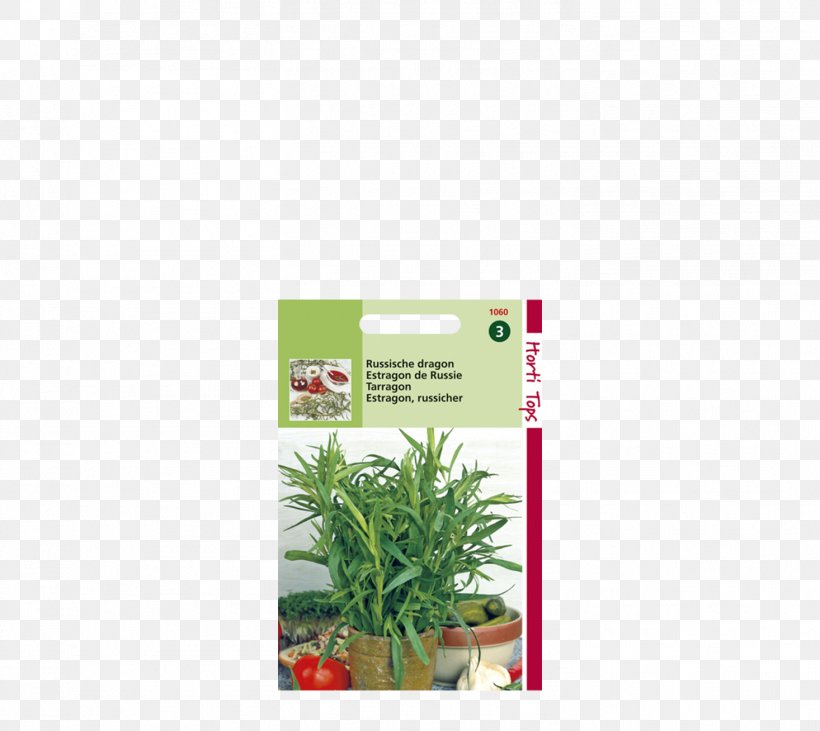 Tarragon Herb Marjoram Seed Kitchen Garden, PNG, 1466x1308px, Tarragon, Basil, Chervil, Common Sage, Dill Download Free