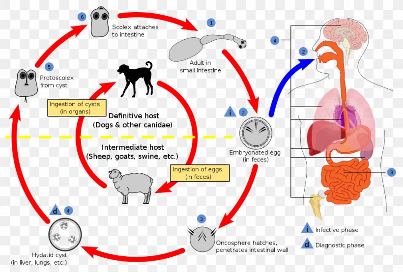 Echinococcosis Dog Echinococcus Granulosus Echinococcus Multilocularis Alveolar Hydatid Disease, PNG, 1024x692px, Watercolor, Cartoon, Flower, Frame, Heart Download Free
