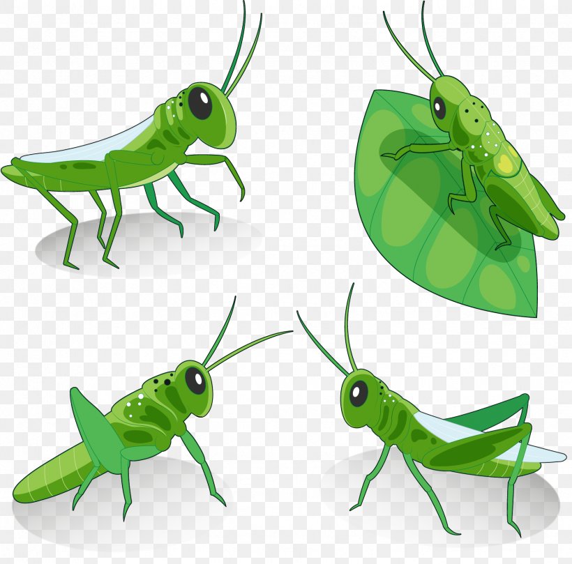 Grasshopper Locust Euclidean Vector Insect, PNG, 1739x1717px, Grasshopper, Caelifera, Cricket, Cricket Like Insect, Fauna Download Free