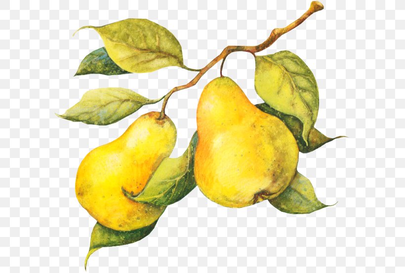 Pear Fruit Crisp Juice Pomelo, PNG, 600x553px, Pear, Apricot, Branch, Cherry, Citrus Download Free