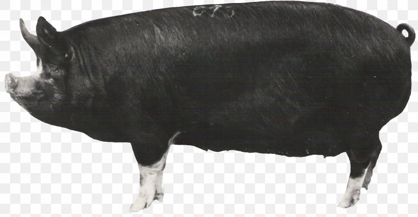 Berkshire Pig Large Black Pig Jeju Black Pig Danish Landrace Pig Hampshire Pig, PNG, 1507x783px, Berkshire Pig, American Landrace Pig, Animal, British Landrace Pig, Bull Download Free