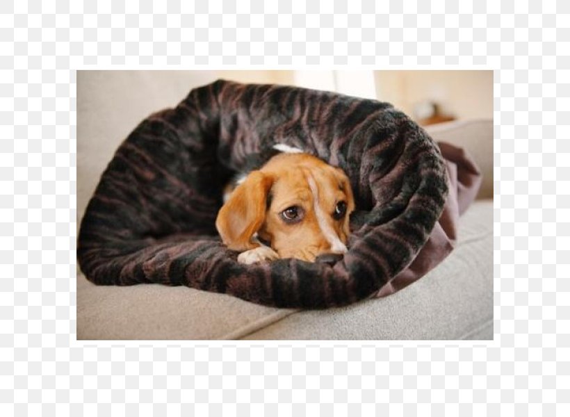 Cat Siberian Husky Pet Bed Blanket, PNG, 600x600px, Cat, Bed, Bedding, Blanket, Bolster Download Free