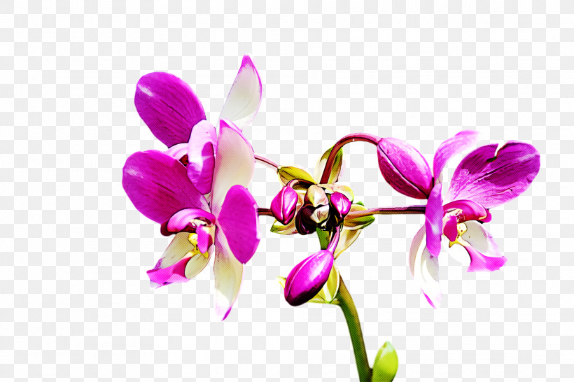 Floral Design, PNG, 1920x1280px, Phalaenopsis Equestris, Cattleya Orchids, Christmas Orchid, Crimson Cattleya, Dendrobium Download Free