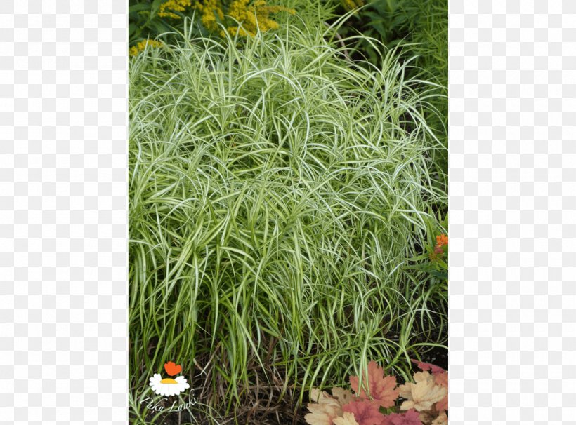 Grasses Herb Shrub, PNG, 1000x740px, Grasses, Grass, Grass Family, Herb, Plant Download Free