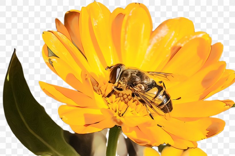 Marigold Flower, PNG, 2448x1632px, Marigold, Bee, Bee Pollen, Bloom, Blossom Download Free