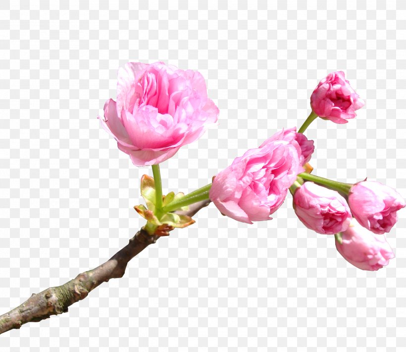 National Cherry Blossom Festival Cerasus, PNG, 2480x2148px, National Cherry Blossom Festival, Artificial Flower, Blossom, Branch, Bud Download Free