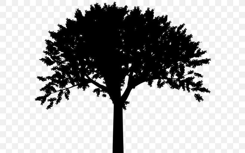 Silhouette Tree Clip Art, PNG, 600x513px, Silhouette, Black And White, Branch, Color, Drawing Download Free