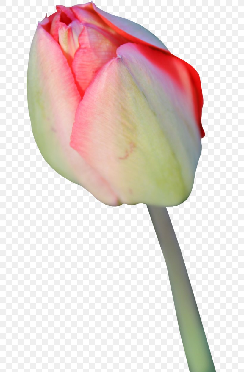 Tulip Flower Display Resolution, PNG, 639x1251px, Tulip, Bud, Close Up, Cut Flowers, Display Resolution Download Free