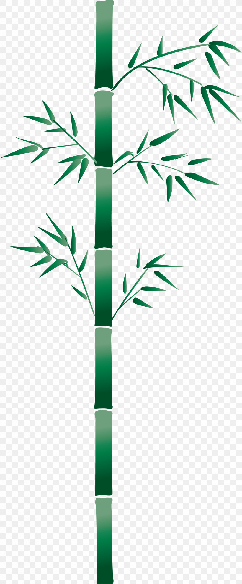 Bamboo Leaf, PNG, 1703x4098px, Bamboo, Branch, Grass, Grass Family, Green Download Free