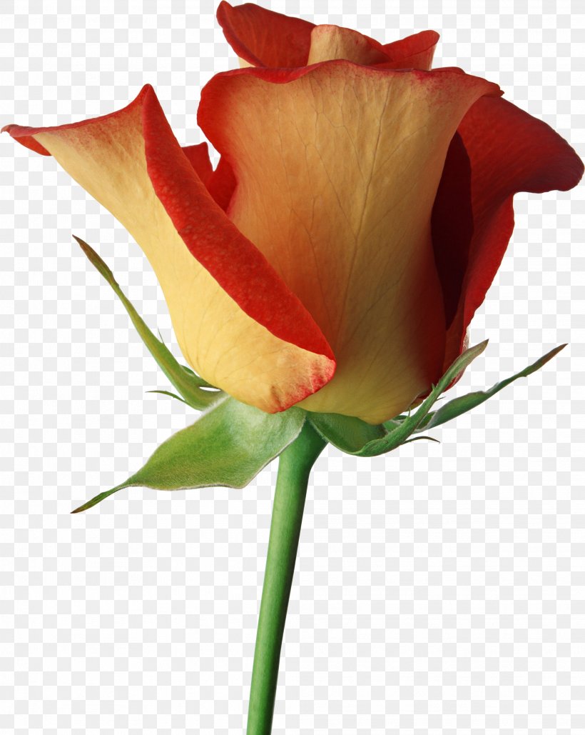 Black Rose Desktop Wallpaper Flower Clip Art, PNG, 2028x2546px, Rose, Black Rose, Bud, Close Up, Color Download Free