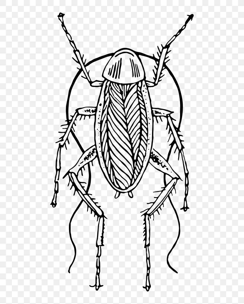 Cockroach Not Fit For Human Consumption: A Comedic Farce Drawing Clip Art, PNG, 526x1023px, Cockroach, Artwork, Black And White, Drawing, Insect Download Free