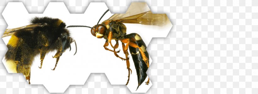Hornet Honey Bee Wasp Ant, PNG, 950x347px, Hornet, Ant, Arthropod, Bee, Eastern Cicada Killer Download Free
