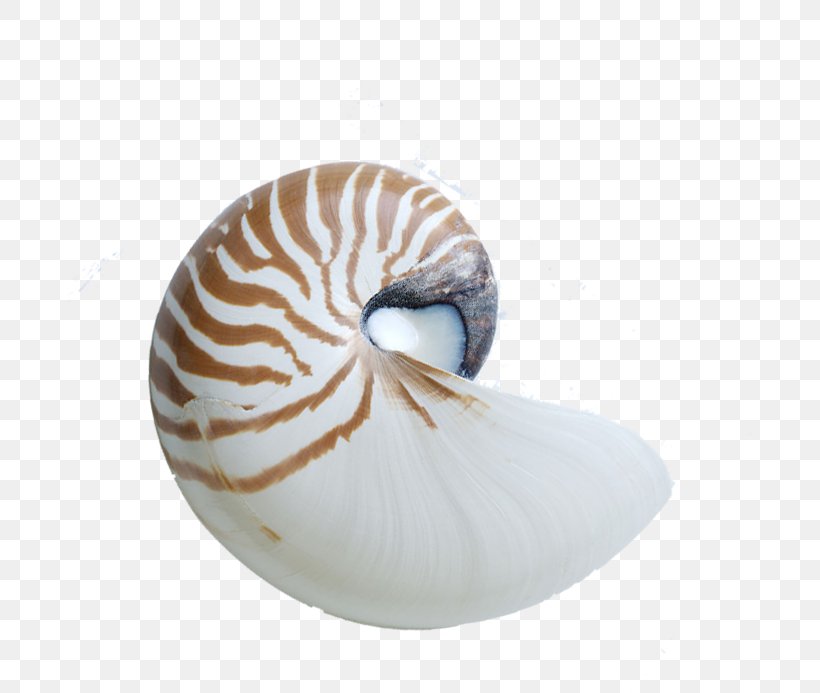 Chambered Nautilus Seashell Sea Snail, PNG, 684x693px, Chambered Nautilus, Beach, Cephalopod, Conch, Conchology Download Free