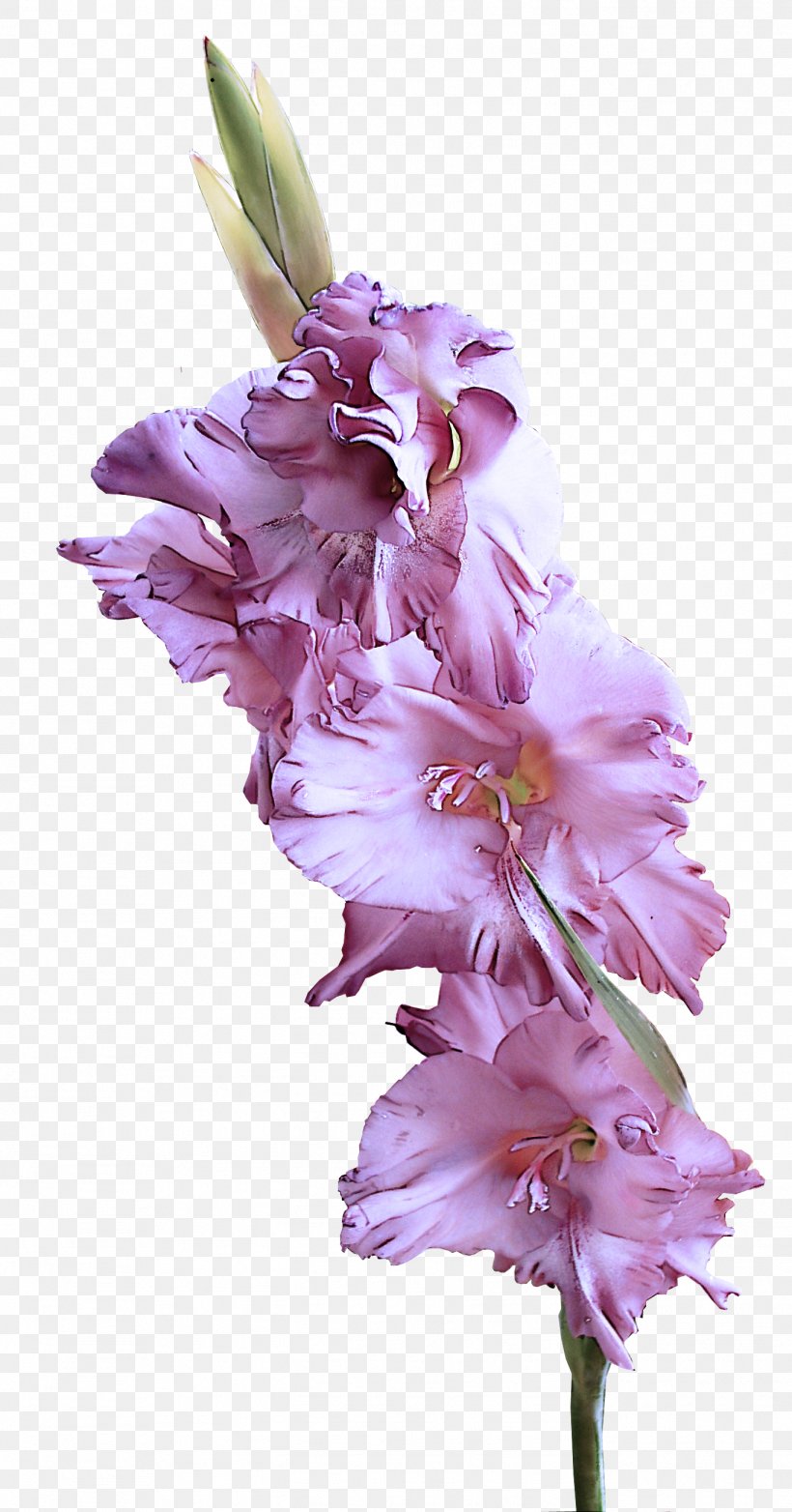 Flower Flowering Plant Gladiolus Petal Plant, PNG, 1369x2612px, Flower, Cut Flowers, Flowering Plant, Gladiolus, Lilac Download Free