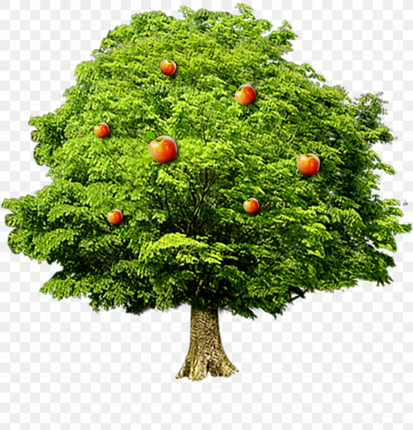 Fruit Tree Computer File, PNG, 1004x1046px, Tree, Apple, Branch, Evergreen, Flowerpot Download Free