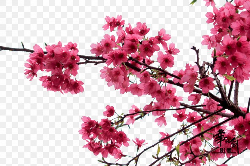 Cherry Blossom, PNG, 900x600px, Cherry Blossom, Blossom, Branch, Cerasus, Cherry Download Free