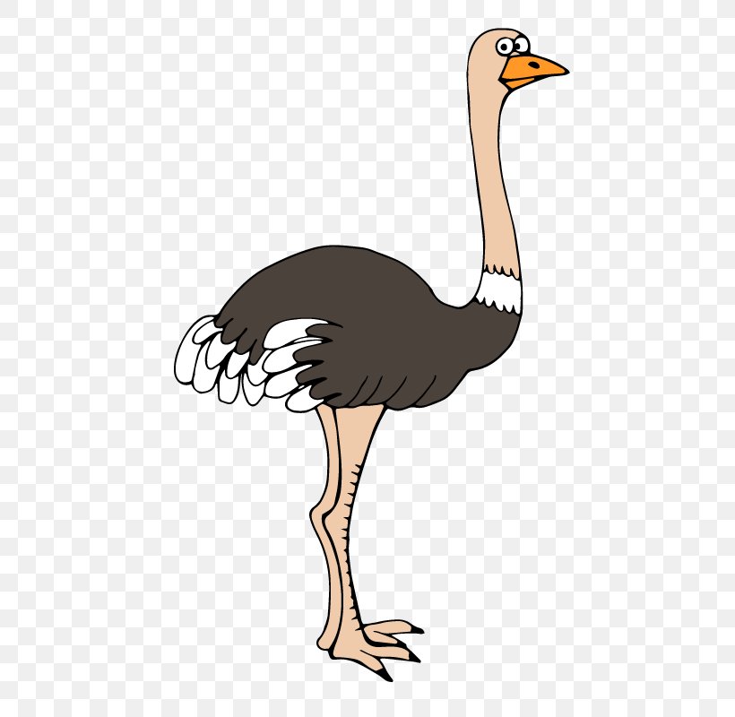 Common Ostrich Bird Cartoon Feather, PNG, 800x800px, Common Ostrich, Animal, Beak, Bird, Cartoon Download Free