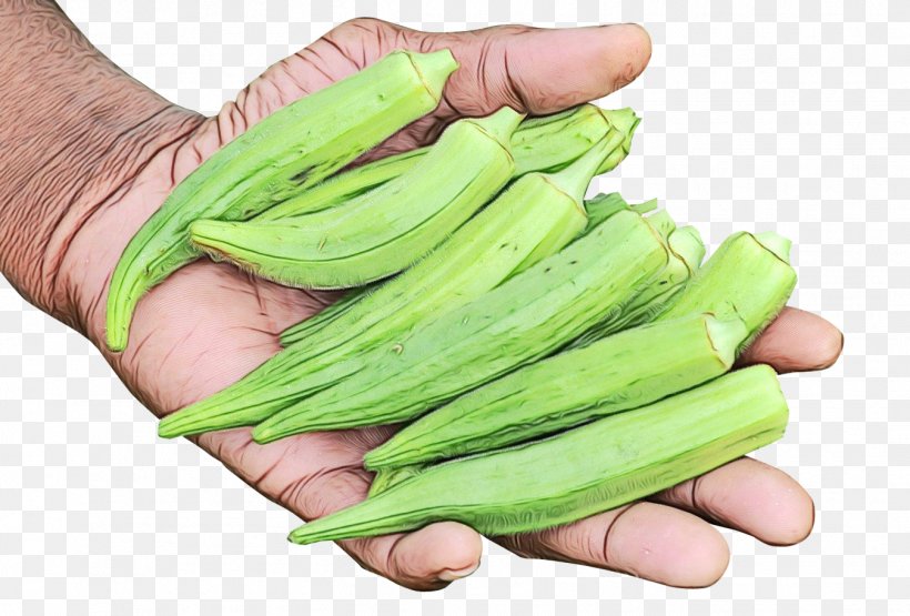 Vegetable Food Plant Okra Fruit, PNG, 1348x913px, Watercolor, Flowering Plant, Food, Fruit, Ingredient Download Free