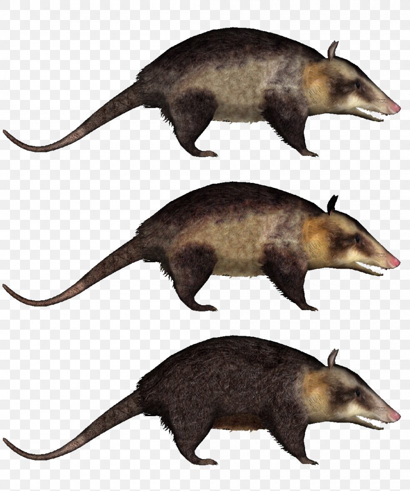 Zoo Tycoon 2 Common Opossum Virginia Opossum Shrew Opossum, PNG, 1000x1200px, Zoo Tycoon 2, Animal, Carnivoran, Common Opossum, Fauna Download Free