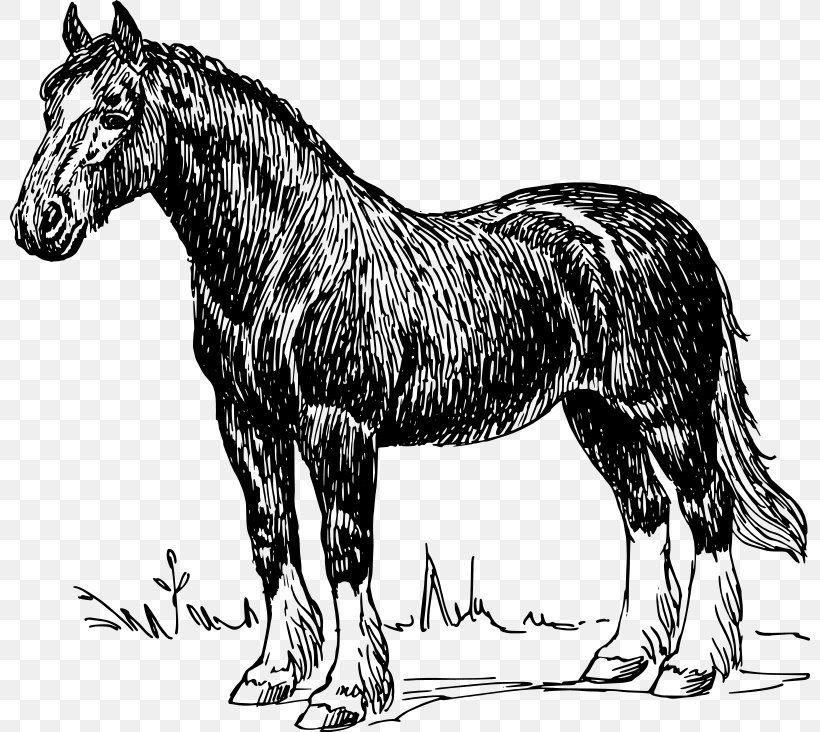 Clydesdale Horse Belgian Horse Percheron Shire Horse Draft Horse, PNG, 800x732px, Clydesdale Horse, Bay, Belgian Horse, Black, Black And White Download Free