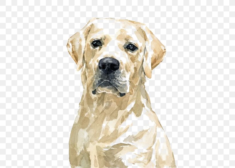 Labrador Retriever Golden Retriever Pit Bull Watercolor Painting, PNG, 465x587px, Labrador Retriever, Animal, Art, Carnivoran, Collie Download Free