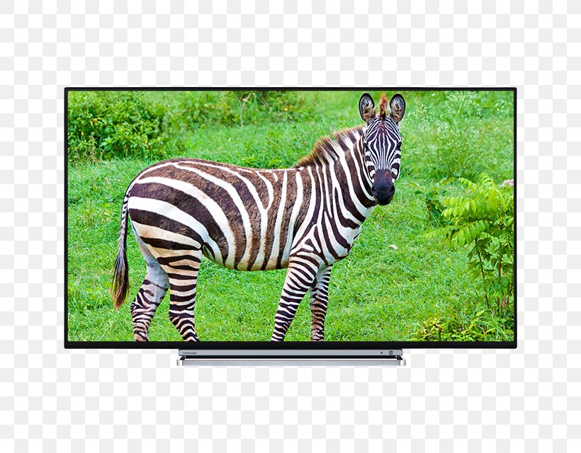 Ultra-high-definition Television Toshiba U5766DB 4K Resolution, PNG, 640x640px, 4k Resolution, Ultrahighdefinition Television, Display Device, Fauna, Grass Download Free