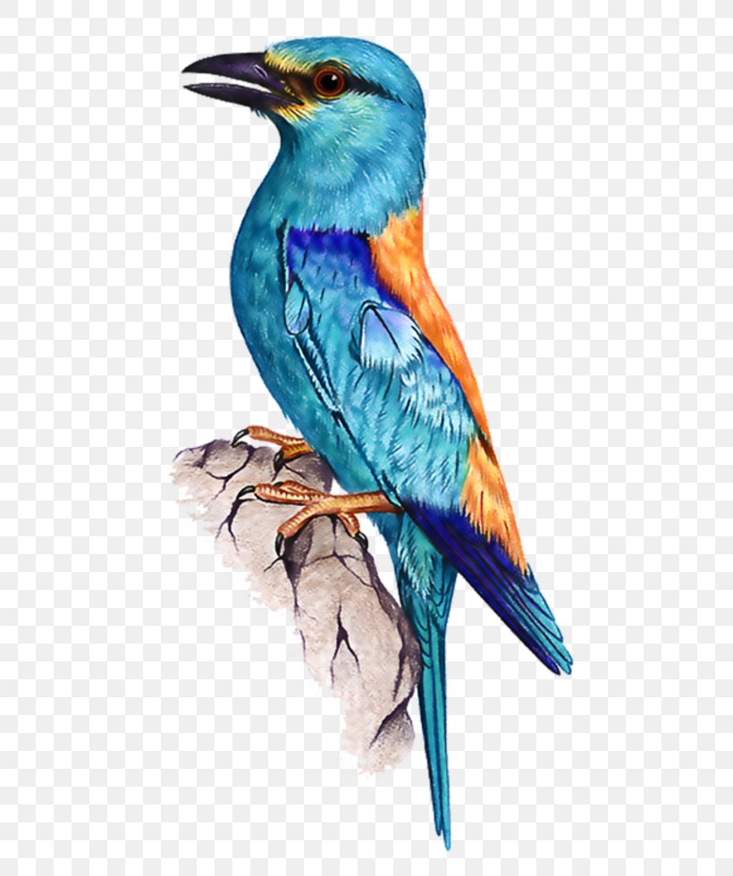 Bird, PNG, 735x980px, Bird, Beak, Beautiful Birds, Bluebird, Coraciiformes Download Free