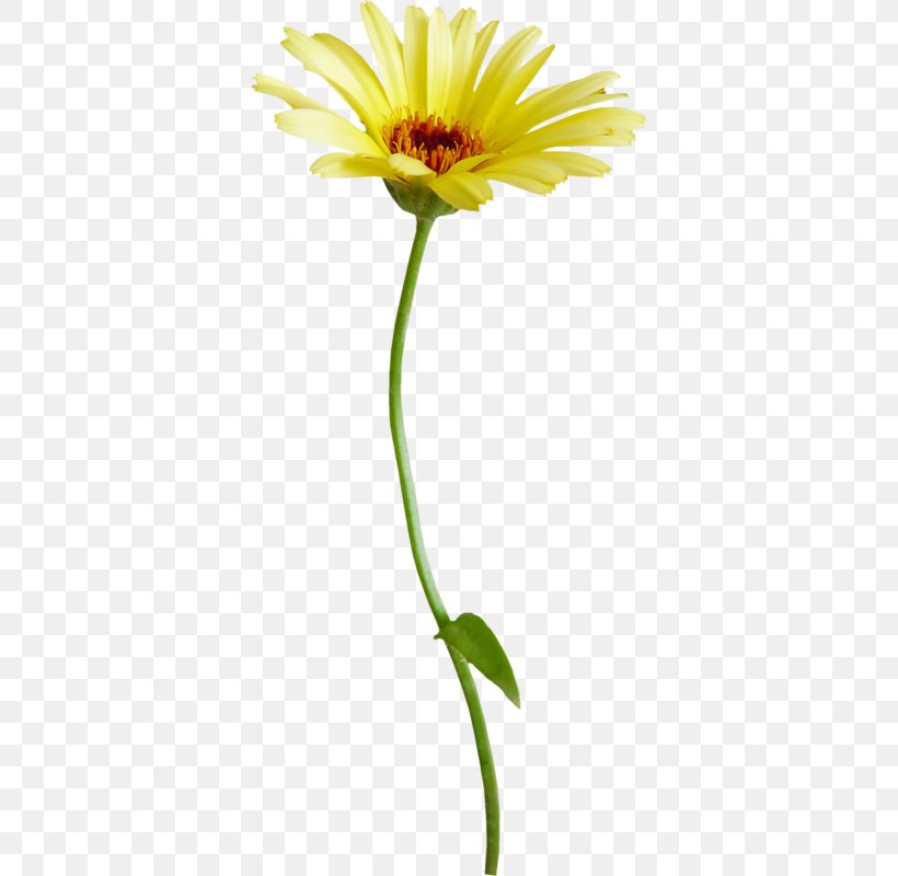 Flower Common Daisy Chrysanthemum, PNG, 362x800px, Flower, Chrysanthemum, Common Daisy, Cut Flowers, Dahlia Download Free