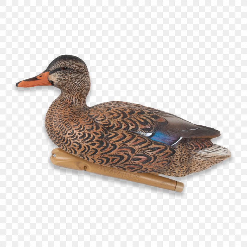 Mallard Duck Hunting Decoy Goose, PNG, 1000x1000px, Mallard, Beak, Bird, Canada Goose, Common Eider Download Free