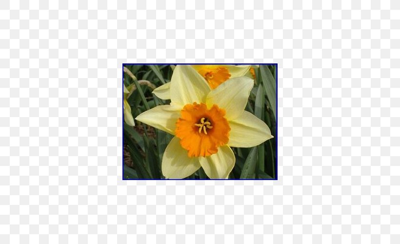 Narcissus Petal, PNG, 500x500px, Narcissus, Amaryllis Family, Flora, Flower, Flowering Plant Download Free